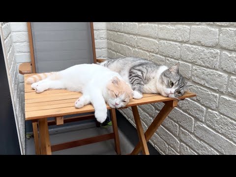 テラスを開放しておいたら猫たちが気持ち良すぎてこうなってました…笑(YouTube)