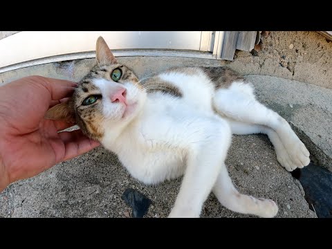 人懐っこいキジシロ猫と遊んでいたら、仲間猫達がワラワラと集まって来た(YouTube)