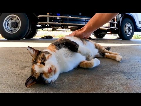 トラックの下で寝ていた猫ちゃん、顔を見ると起きてモフられにきた(YouTube)