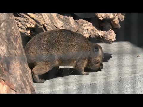 ケープハイラックス (京都市動物園) 2021年10月8日(YouTube)