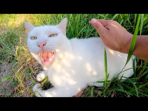 貫禄がある白猫ちゃんをモフると大きな口を開けて喜んでくれた(YouTube)