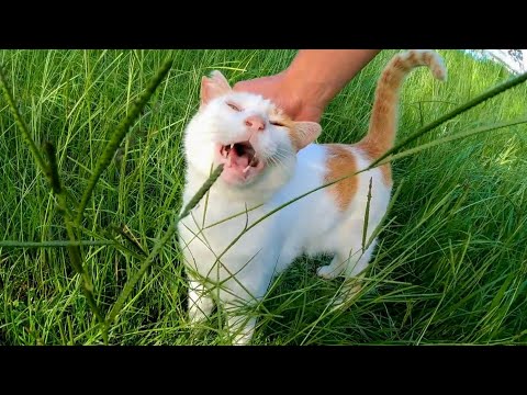 草むらで寝ていた猫ちゃん、ナデナデすると何時もの東屋まで付いてきた(YouTube)