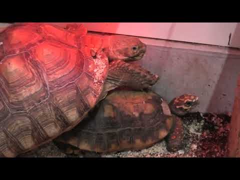 大型のカメたち (めっちゃおもろい動物園) 2021年10月7日(YouTube)