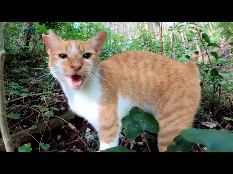 山の中で出会った茶シロ猫が猫パンチで取材拒否をしてきた(YouTube)