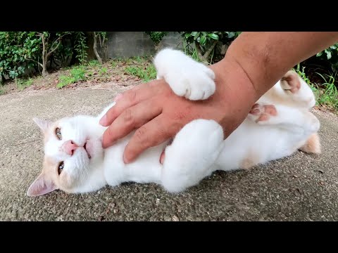 ミルクティー猫にちょっかいを出したら、カミカミキックを披露してくれた(YouTube)