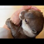 猫視点の世界とカワウソ視点の世界！ The view from the cat and the view from the otter!(YouTube)
