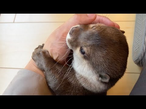 猫視点の世界とカワウソ視点の世界！ The view from the cat and the view from the otter!(YouTube)