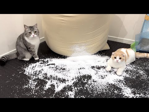 【悲報】深夜に猫たちがヨギボーを破壊して大変なことになってました…(YouTube)