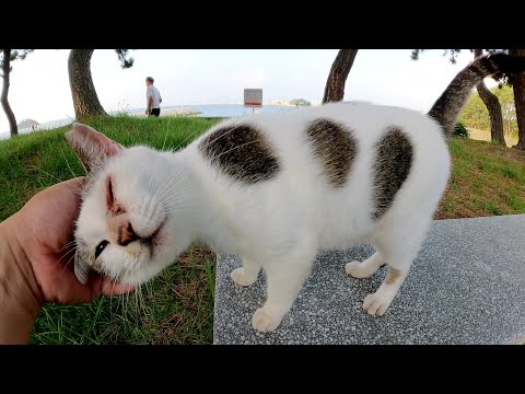 水玉模様のキジシロ猫がベンチに飛び乗ってナデナデを要求してきた(YouTube)