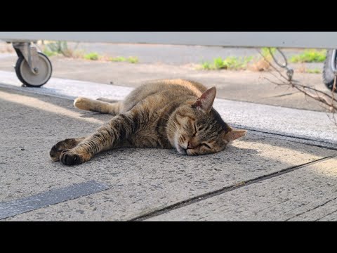 感動猫動画 のライブ配信(YouTube)