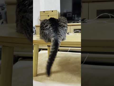 メトロノームみたいな象の鼻みたいな(YouTube)