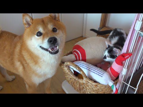 柴犬の子猫への愛が垣間見られるこの場面が可愛すぎる。(YouTube)