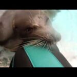 【海遊館】飼育員の足をよじ登ろうとするミゾレ（しかし、うまく登れず途中で…）(YouTube)