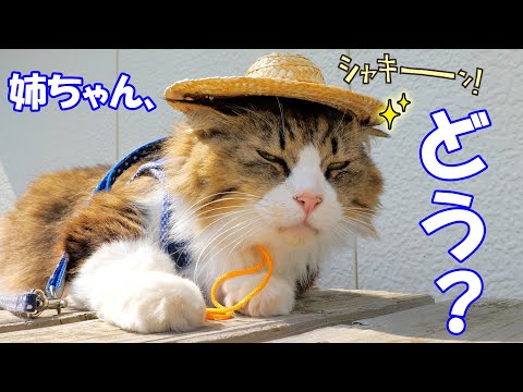 ダイソーのペット用麦わら帽子を飼い猫に被せてみた結果が面白過ぎたｗ(YouTube)