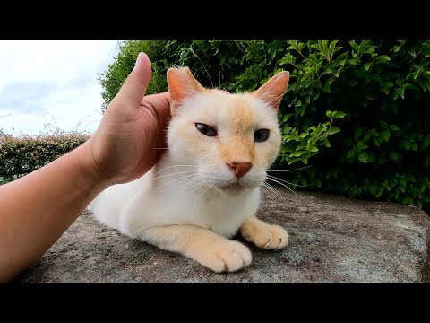 笹かまぼこみたいな猫がモフりやすいように岩の上に登ってくれた(YouTube)