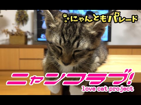 【猫動画】ニャンコラブ！lovecatproject〜にゃんともパレード〜#猫動画#猫#291(YouTube)