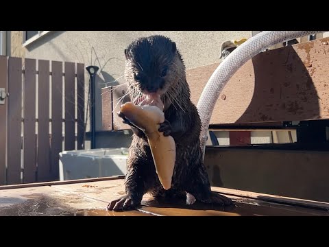 鮎を1匹丸ごと食べるカワウソを応援したなってしまう動画 Video that makes you cheer for the otter that eats a whole ayu fish(YouTube)