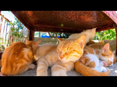 日陰で休む茶トラ猫軍団(YouTube)