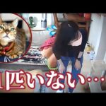 【猫失踪？】猫が1匹どこにもいなくてペットシッターが大焦りしています(YouTube)