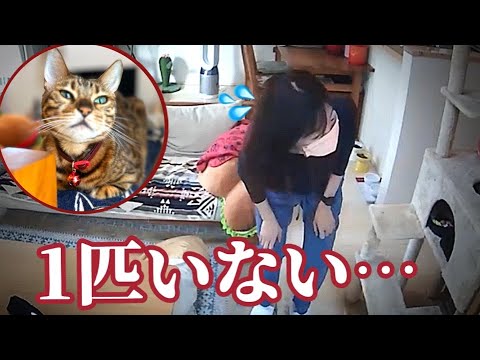 【猫失踪？】猫が1匹どこにもいなくてペットシッターが大焦りしています(YouTube)