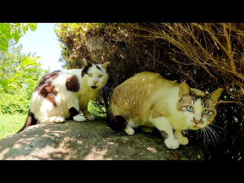 お昼寝中のブチ猫さんを驚かせてしまったけど、ナデナデさせてくれた(YouTube)