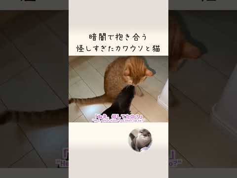 真っ暗な中電気つけたらカワウソと猫が抱き合ってた…I turned on the light and saw an otter and a cat hugging each other…！(YouTube)