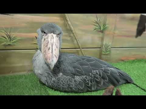 ハシビロコウ の 『はっちゃん』 (めっちゃおもろい動物園) 2021年10月7日(YouTube)
