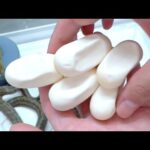 予想だにしない蛇が急に卵を産んでいました(YouTube)