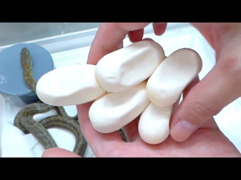 予想だにしない蛇が急に卵を産んでいました(YouTube)