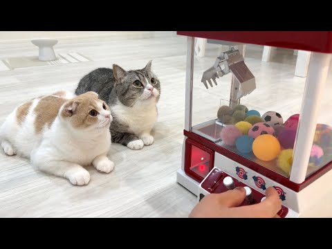猫たちと一緒にクレーンゲームをやってみたら反応がかわいすぎましたw(YouTube)