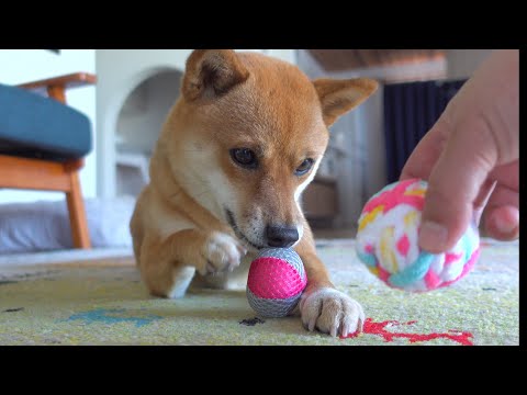 柴犬姉が“ある動き”を見せ 子猫がドン引きしたようです。。(YouTube)