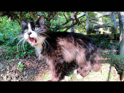 体は細いけど、元気な鳴き声でお話しするハチワレ猫(YouTube)