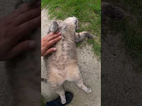 灰色猫をモフると裏返しになってお腹を見せてくれた！(YouTube)