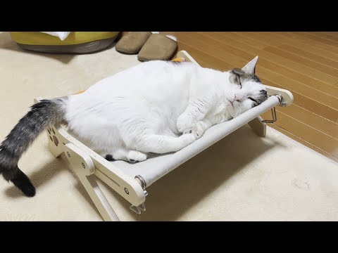 新作の猫ハンモックが超お気に入りになった猫(YouTube)