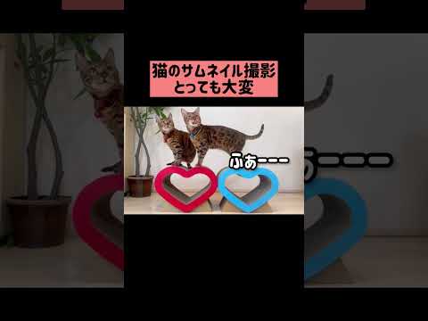 猫のサムネイル撮るのって大変…🐈📸 #shorts(YouTube)