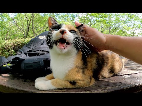 可愛い三毛猫が元気な鳴き声で「モフってくれ！」と要求してきた(YouTube)