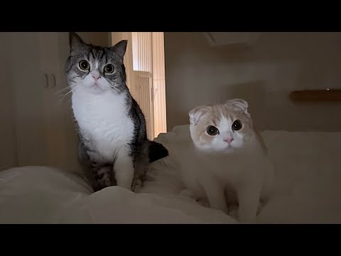 おやつがほしくて深夜に起こしてくる猫たちの圧が怖すぎました…(YouTube)