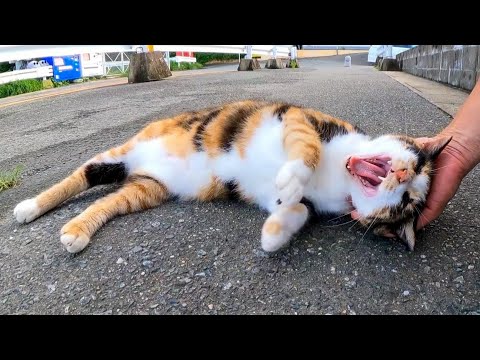 顔を見ると必ず挨拶してくる三毛猫ちゃん、今日もモフられにきた(YouTube)