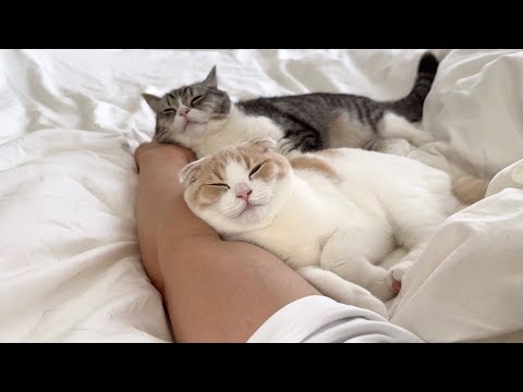 お昼寝してたら猫たちが腕枕してこうなってました…笑(YouTube)