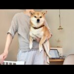 朝5時に起こされ不機嫌さを隠せない柴犬の早朝ルーティン(YouTube)