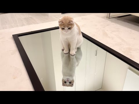 初めて鏡の上を歩いた子猫のリアクションが120点でしたw(YouTube)