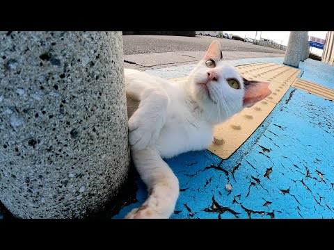 わんぱくな猫達が待合室の周りに集まって仲良くじゃれ合う(YouTube)