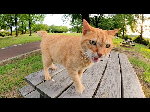短い尻尾と甲高い鳴き声がチャームポイントの茶トラ猫ちゃん(YouTube)