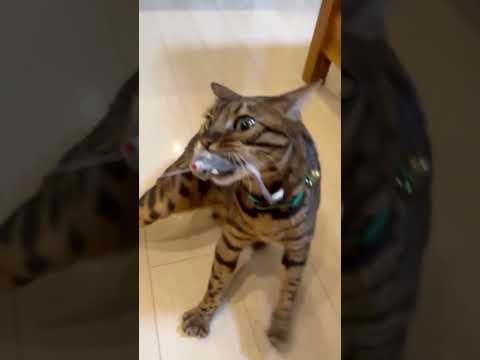 天使から猛獣のBefore→After #shorts(YouTube)