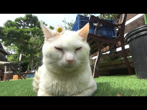 最近調子が良かった猫の元気が少しなくなる(YouTube)