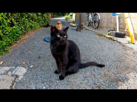 猫島では日陰になる狭い路地に猫がたくさん落ちている(YouTube)