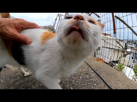 漁港に行くとハートマークの三毛猫ちゃんがモフられにきた(YouTube)