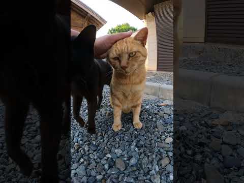 茶トラ猫をモフろうとしたら、黒猫が割り込んできた(YouTube)
