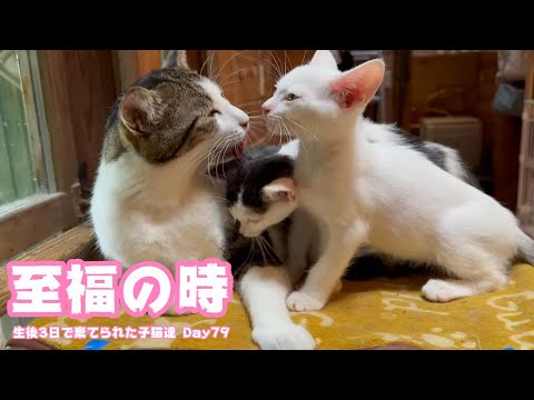 至福の時 生後3日で棄てられた子猫達 Day79(YouTube)