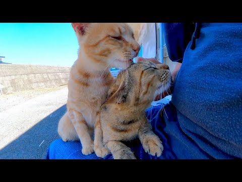 猫島のフェリー乗り場付近には猫がいて待ち時間も楽しい(YouTube)